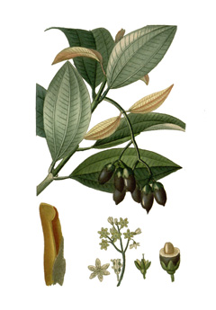 Cinnamomum zeylanicum Cinnamon, Ceylon Cinnamon Tree